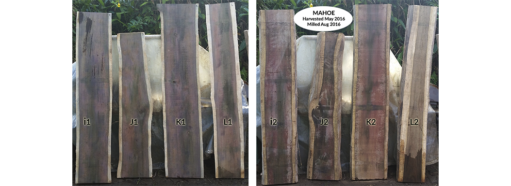 Mahoe Hardwood available now – December 2016