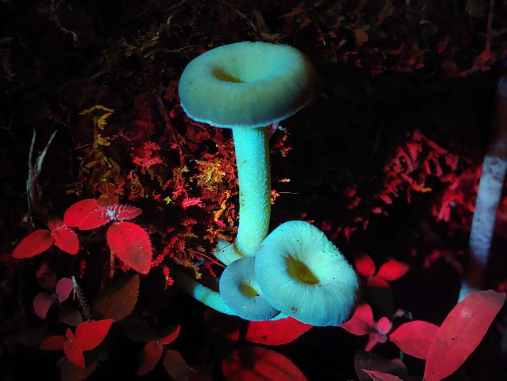 Bioluminescent fungi -Hygrocybe prieta
