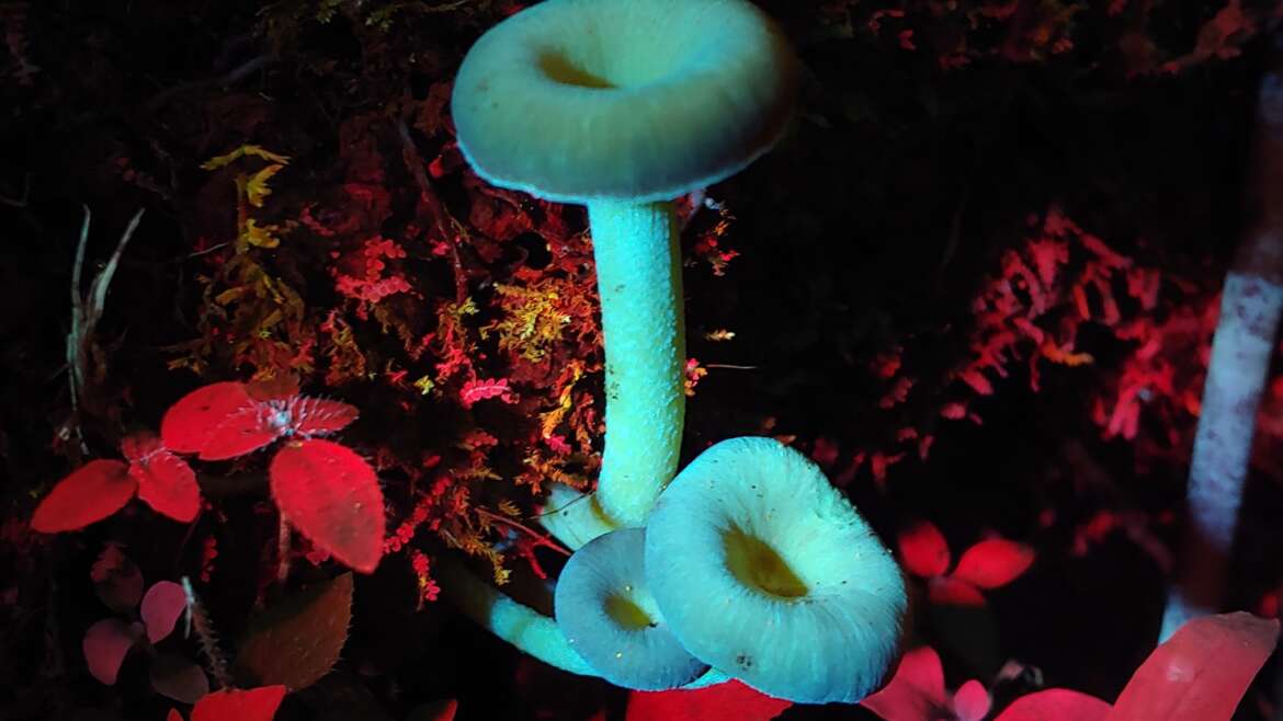 Bioluminescent fungi, Oct 2023