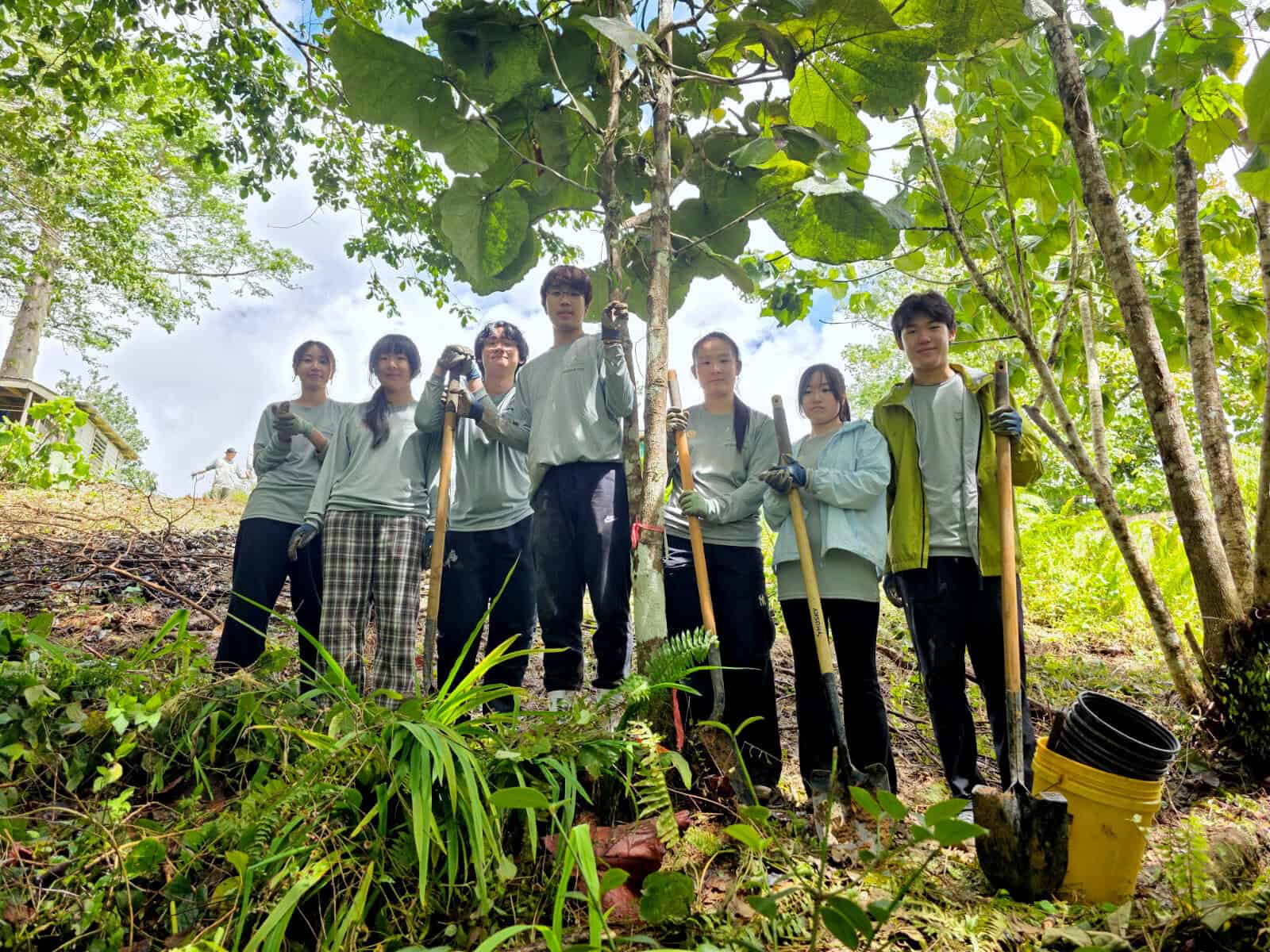 FVS tree team