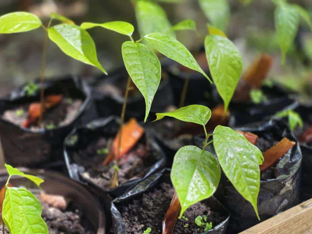 Every seedling in our nursery carries forward a vision that began more than forty years ago.