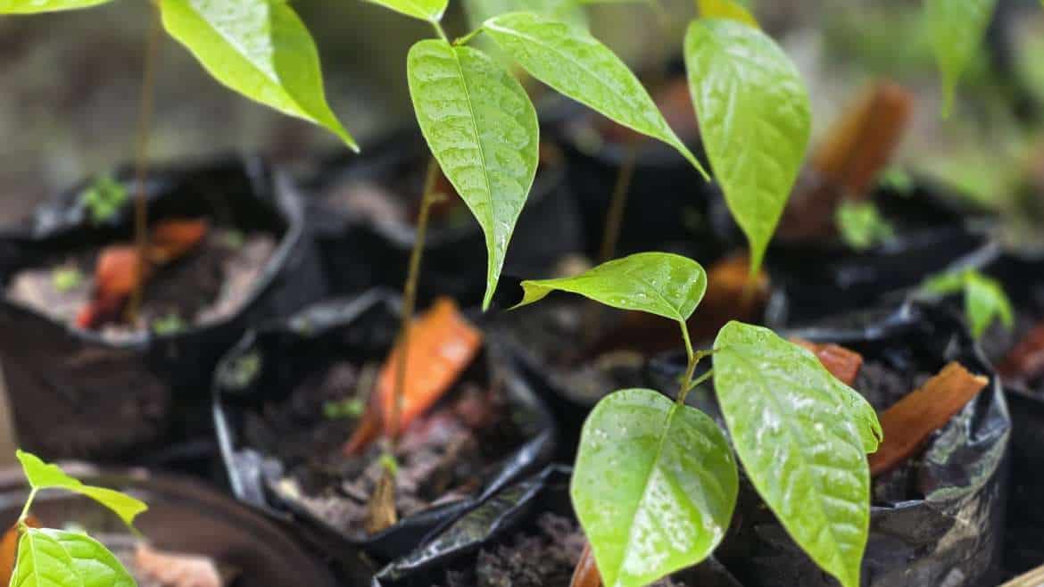 Planting the Future: 4 Decades of Forest Stewardship in Patillas, PR.