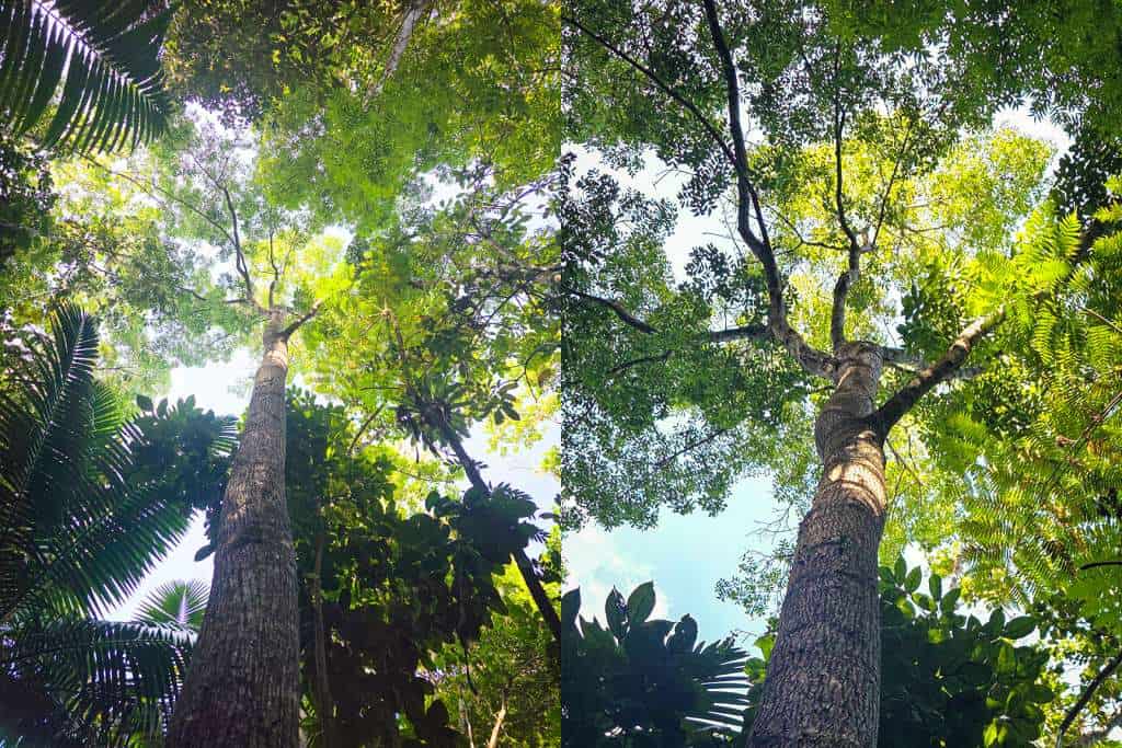 Planted at Las Casas de la Selva, Patillas, during the mid-1980s, many of these trees have now reached over three decades of growth