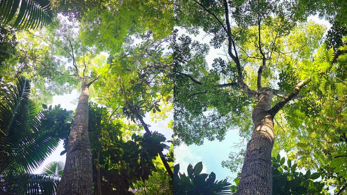 The slender giants of Las Casas de la Selva, June 2026