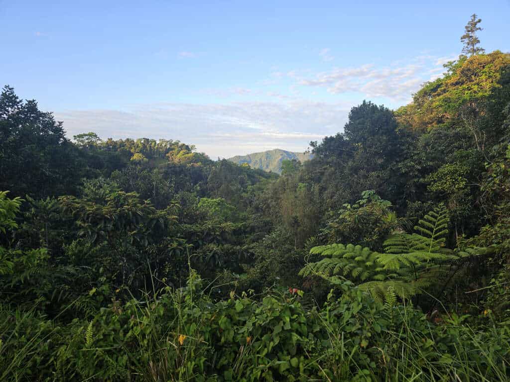 When we walk through a tropical forest, our attention is naturally drawn upward—to the canopy, the leaves, the vines, and the immense variety of trees. Yet beneath our feet lies another extraordinarily diverse world: a living network of fungi that helps shape the entire forest ecosystem.