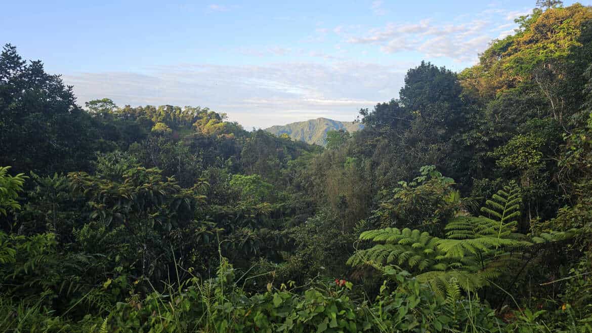 Beneath the Trees: Puerto Rico’s Hidden Fungal Communities