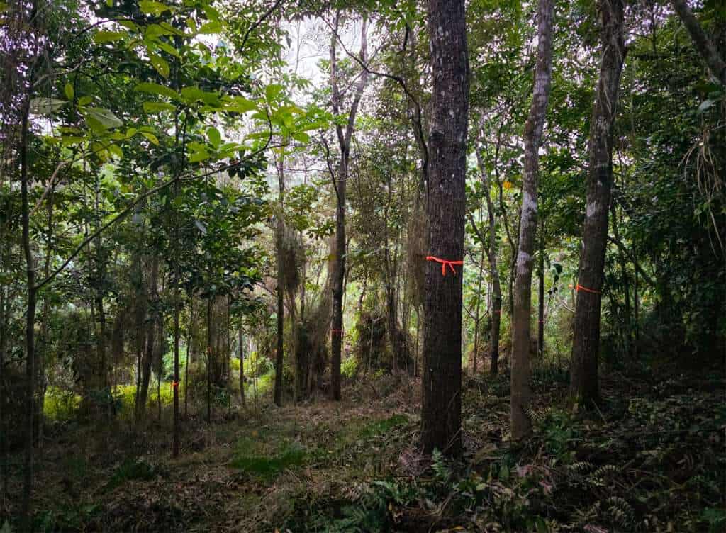 There are places in the forest that become almost mythical. You know they are there. You remember planting every tree, carrying seedlings up muddy slopes, and imagining what the forest might look like years into the future. But then time, storms, and circumstance create barriers, and those places slip beyond reach.