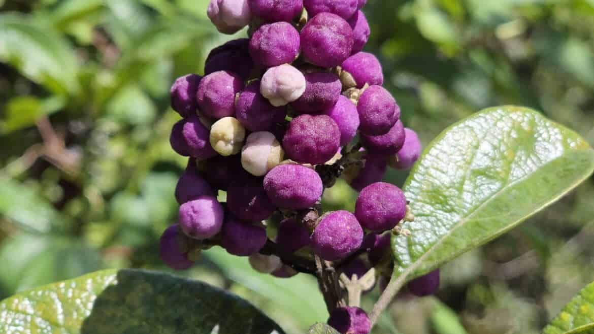 Conservation milestone for Cornutia obovata, critically endangered endemic.