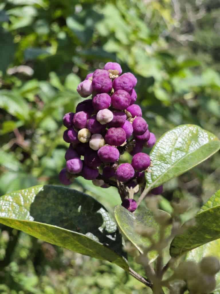 Thirteen years after planting, a Cornutia obovata at Las Casas de la Selva is producing its first abundant fruit crop—a joyful milestone rooted in our collaboration with the U.S. Fish and Wildlife Service. Its seeds offer a fresh opportunity to investigate propagation methods and engage more growers in nurturing the next generation.